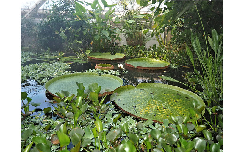 单一地点活体植物收藏数量最多(图3）