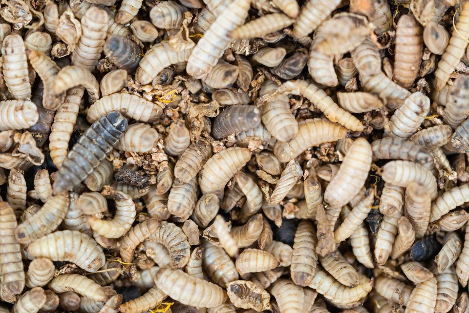 世界上最大的昆虫蛋白农场