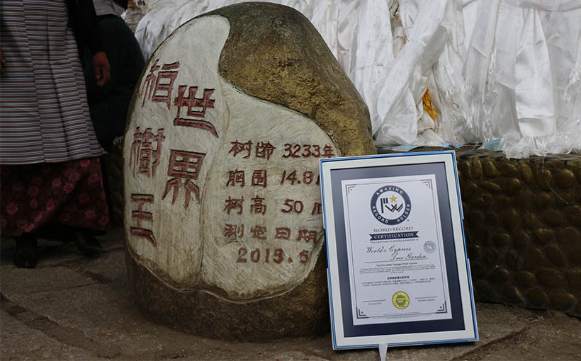 世界树龄世界最长的巨柏