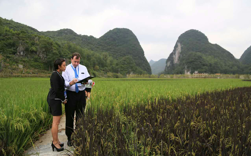 世界最大的植物汉字景观