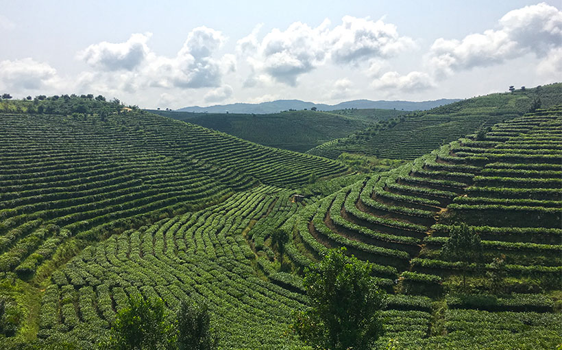 世界最大连片茶园