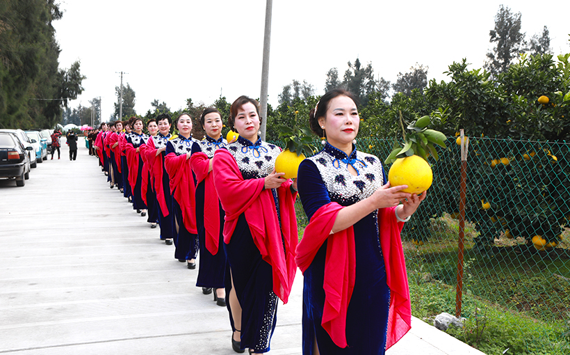 最大规模的穿旗袍采摘文旦(图4）