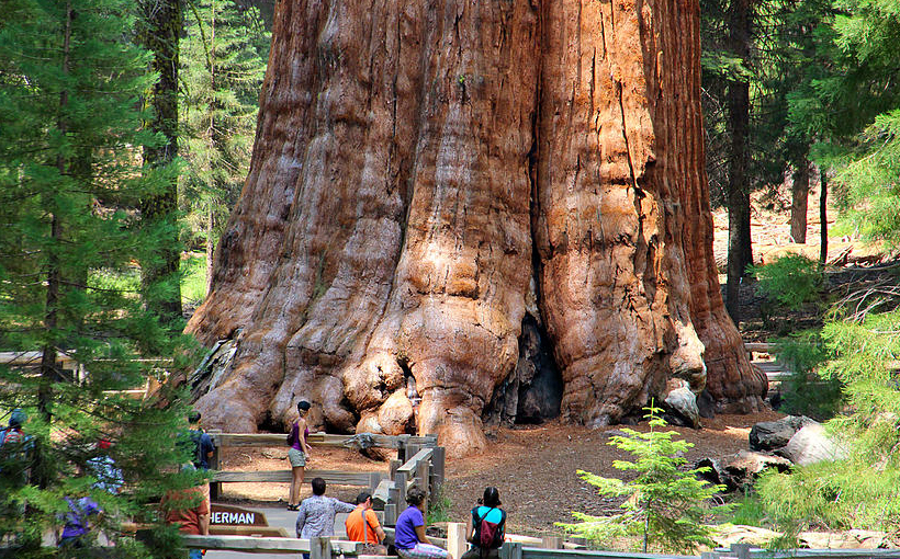 世界最大的树木(图4）