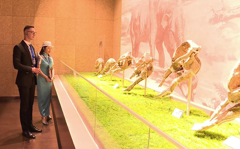 世界上铲齿象头骨化石最多的博物馆(图2）