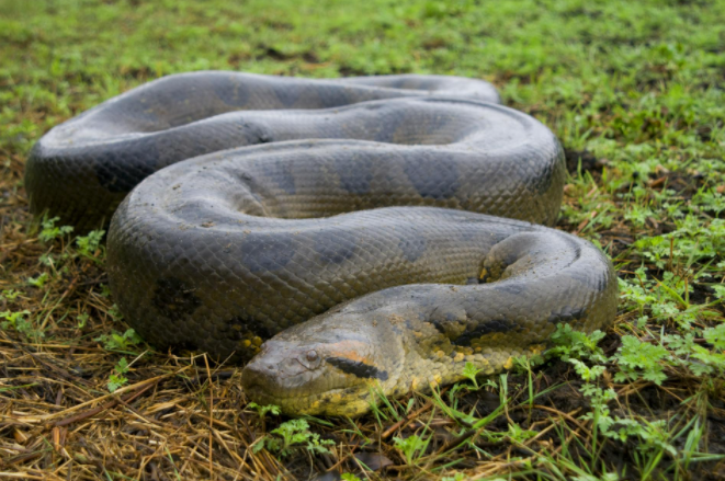南美绿色水蟒重达250公斤，是世界上最大的蛇