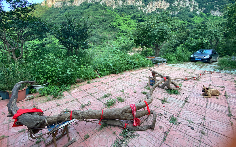 最长的野生葛根(图3）