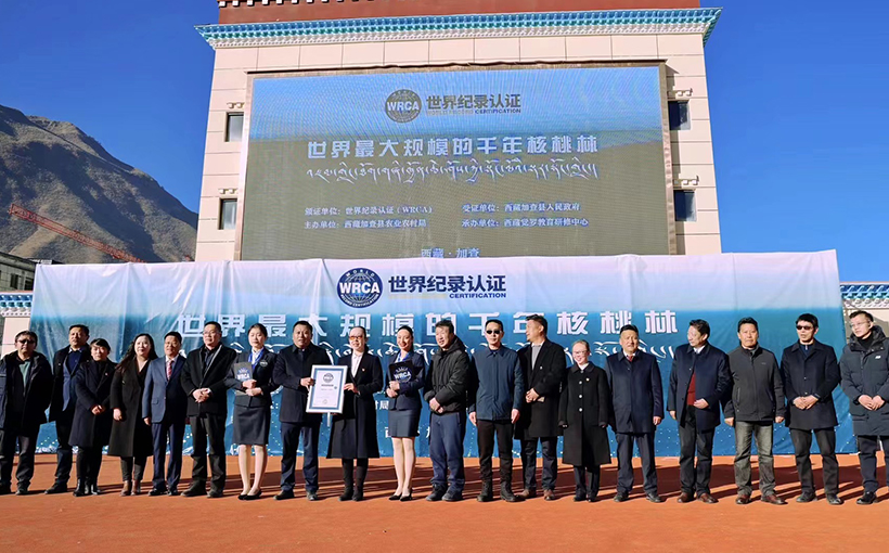 世界最大规模的千年核桃林(图1）