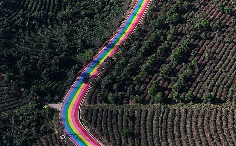 面积最大的彩色茶园道路(图5）