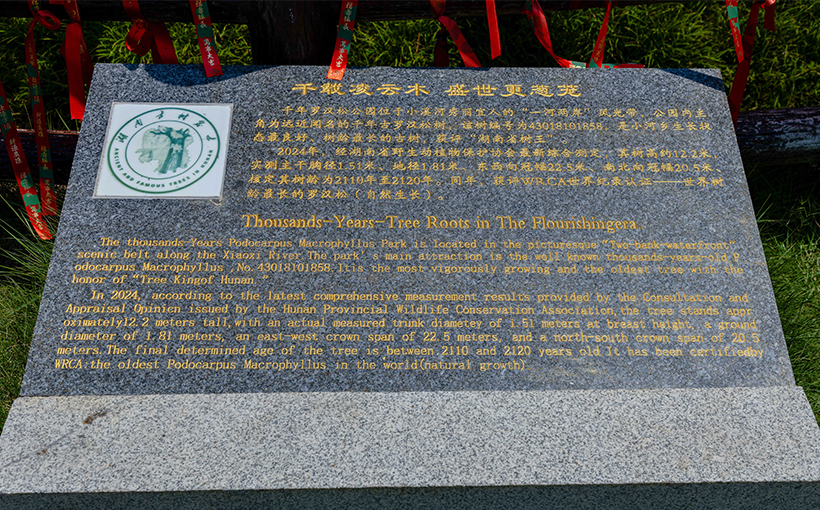 世界树龄最长的罗汉松（自然生长）(图3）