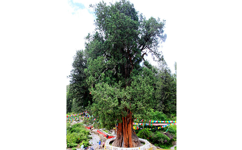 世界树龄世界最长的巨柏