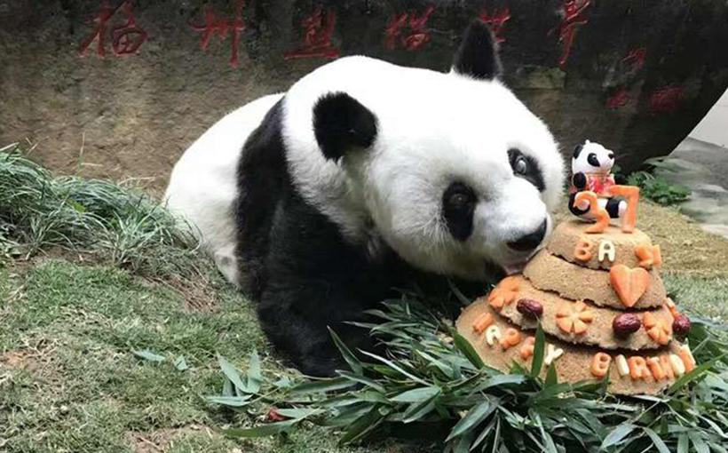 世界现存世界最长寿圈养大熊猫