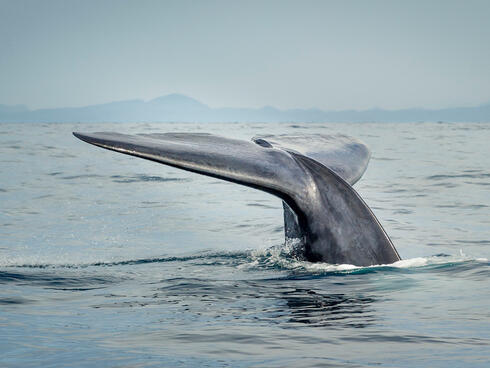 蓝鲸准备潜水。