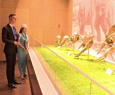世界上铲齿象头骨化石最多的博物馆
