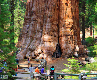 世界最大的树木