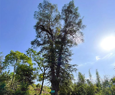 世界最高的罗汉松