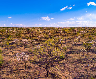 世界成林面积最大的文冠果基地