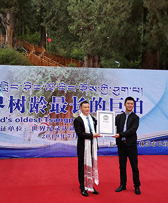 世界树龄最长的巨柏