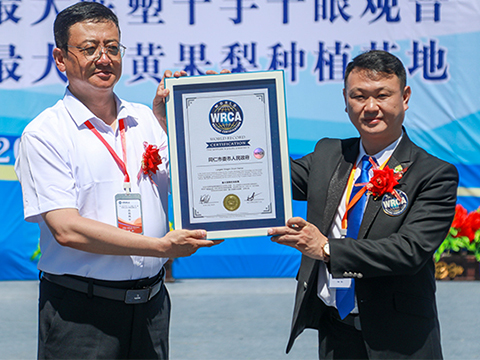 世界最大的黄果梨种植基地