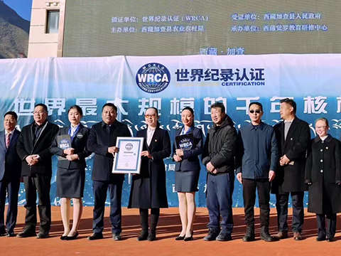 世界最大规模的千年核桃林