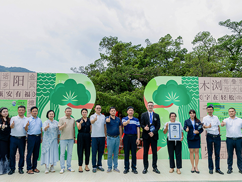 世界树龄最长的罗汉松（自然生长）