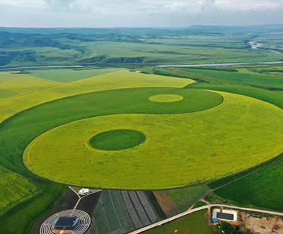 世界最大农作物太极图景观